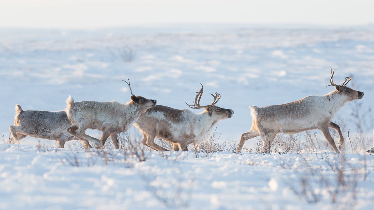 A family of caribou in a snowy landscape, Northwest Territories (© Geoffrey Reynaud/Getty Images)
