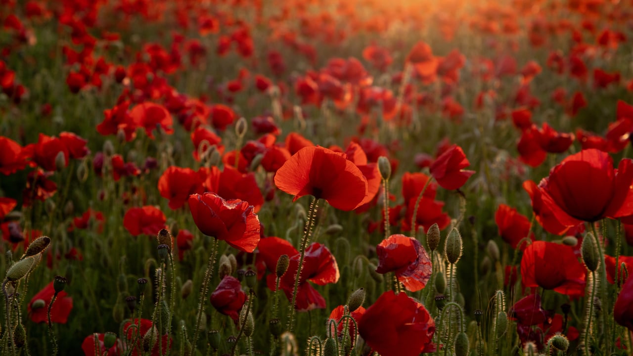 Poppy field (© Howard Double/iStock/Getty Images)