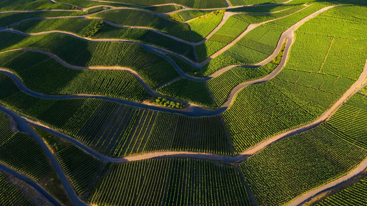 Vineyards in the Mosel Valley, Rhineland-Palatinate, Germany (© Jorg Greuel/Getty Images)