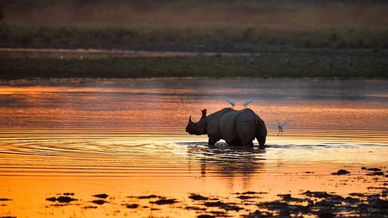 Indian rhinoceros in Kaziranga National Park, India (© Abhishek Singh/Moment/Getty Images)