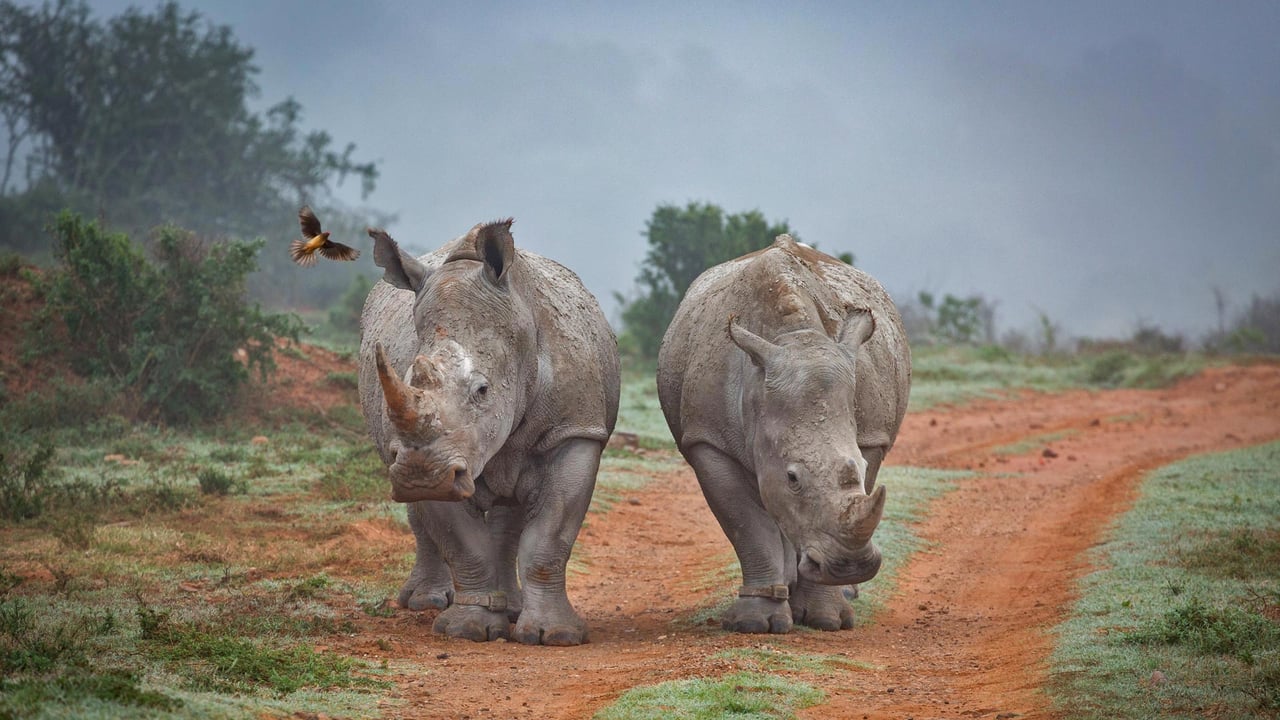 Two rhinos and an oxpecker bird in the Amakhala Game Reserve, South Africa (© Robert Harding World Imagery/Offset)