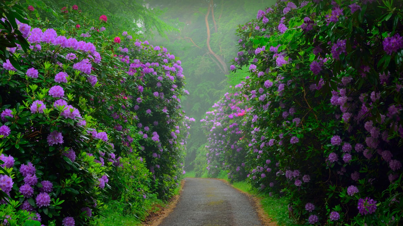 Common rhododendrons in Semper Forest Park, Rügen, Germany (© Sandra Bartocha/Minden Pictures)