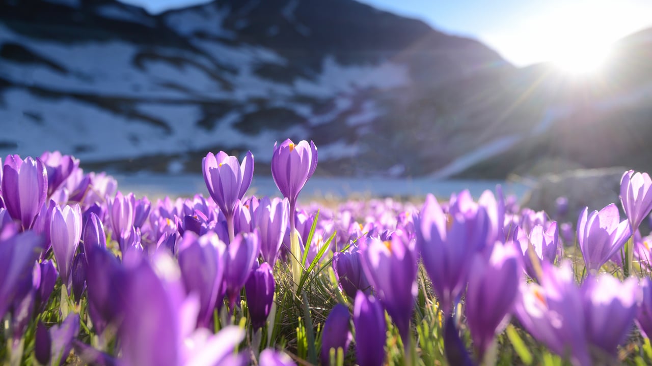 Crocus en fleur, Sept Lacs de Rila, Bulgarie (© Maya Karkalicheva/Getty Images)