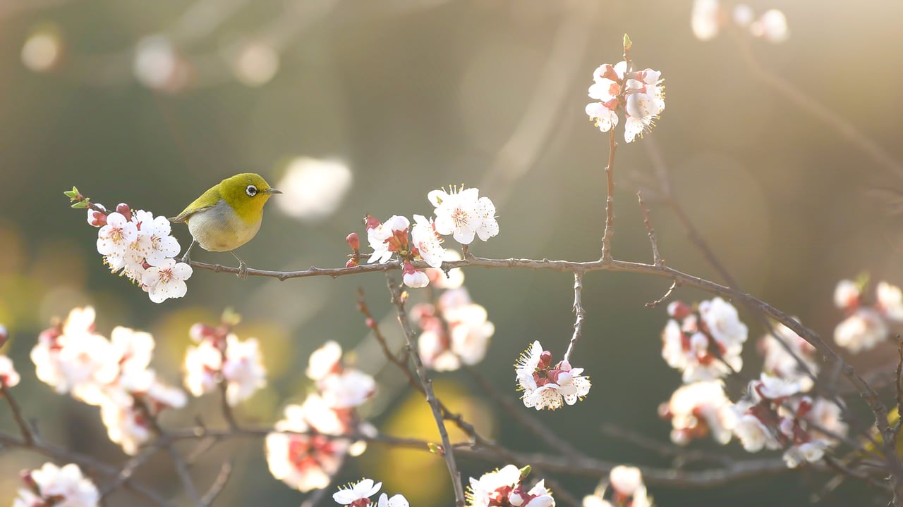 初春の梅に飛来したメジロ (© tahirsphotography/Shutterstock)