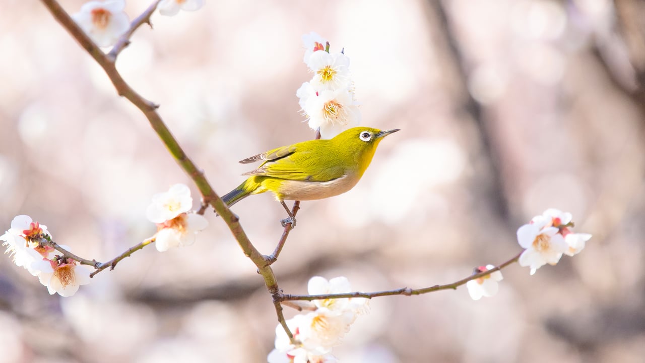 梅の枝に止まるメジロ (© naotoshinkai/Getty Images)