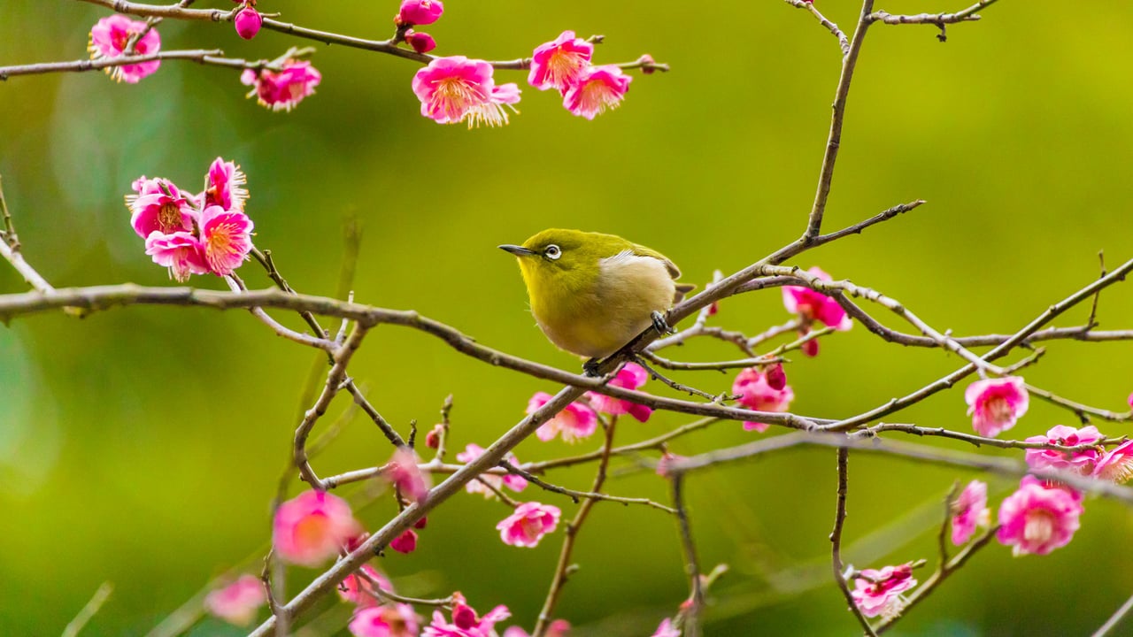 Warbling white-eye among plum blossoms in Yokohama, Japan (© e185rpm/Adobe stock)