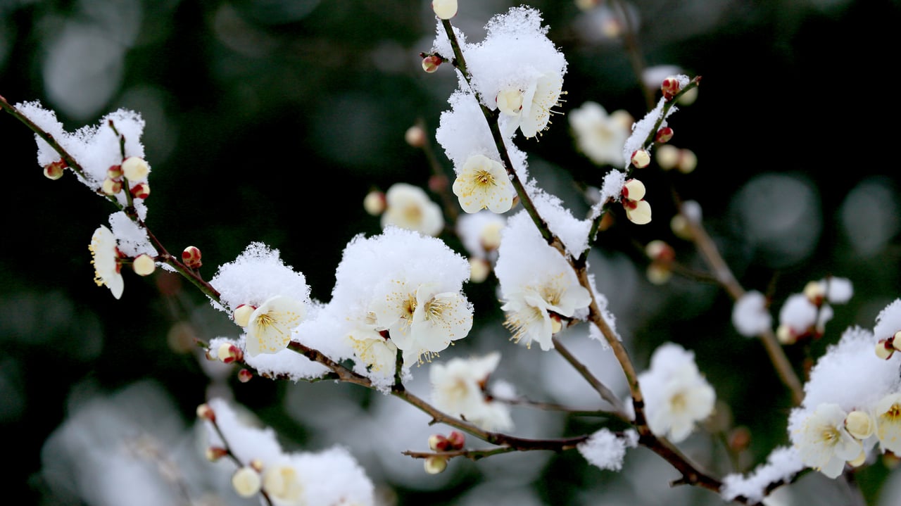 雪中の白梅 (© sakasyou/iStock/Getty Images Plus)