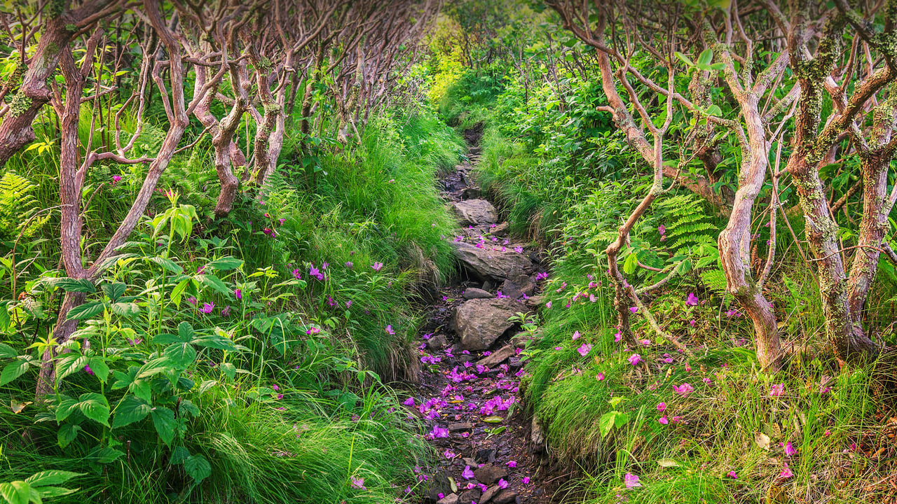 Fallen rhododendron petals line a trail through Pisgah National Forest, North Carolina (© aheflin/Getty Images Plus)