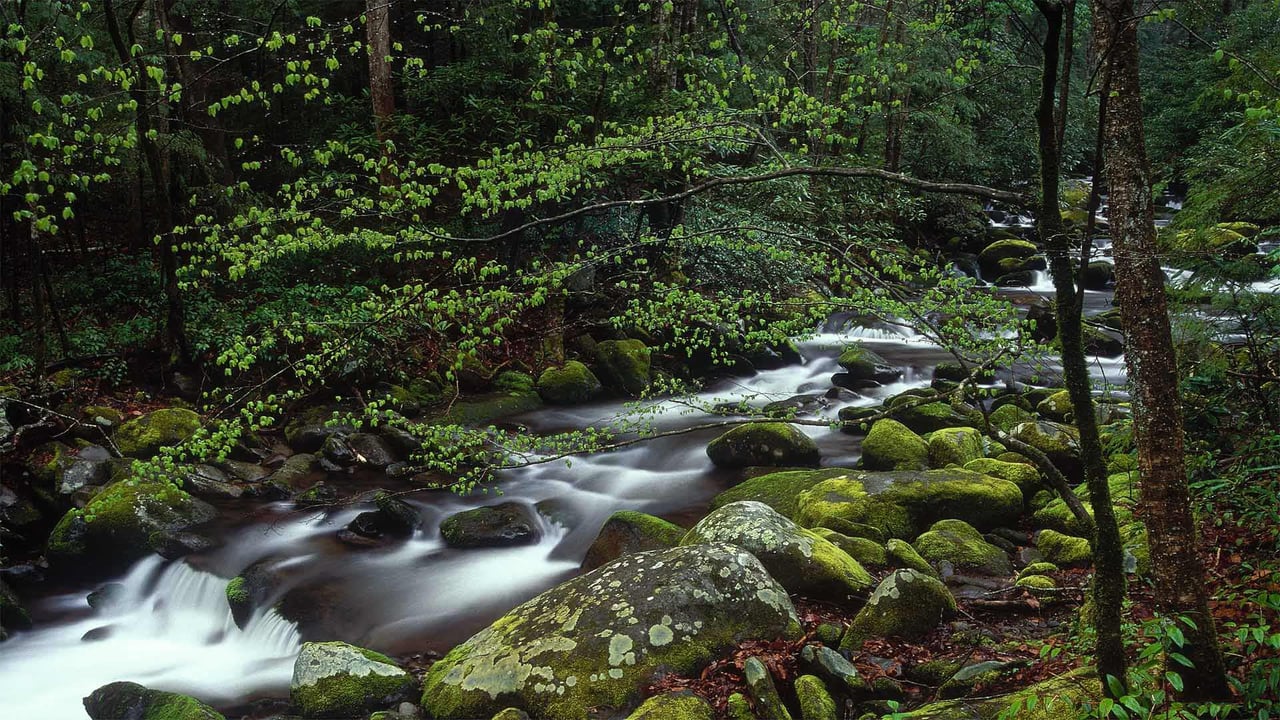 Roaring Fork in Great Smoky Mountains National Park, Tennessee (© Paul Hassell/Tandem Stills + Motion)