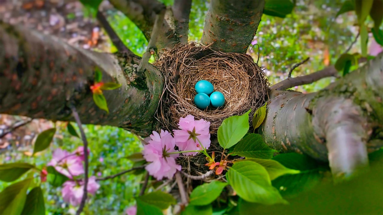 The blue eggs of an American robin in New Jersey (© Mira/Alamy)