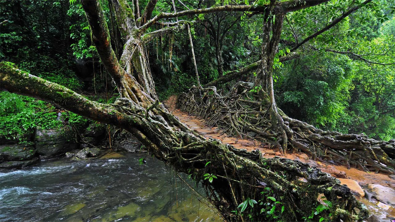 Living root bridge in Meghalaya, India (© dhritipurna/Shutterstock)