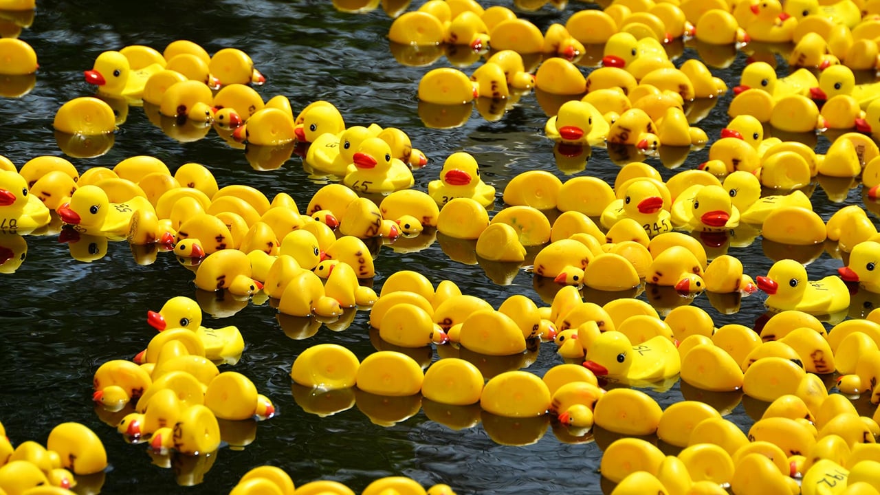 Rubber duck race for Boxing Day (© Jessica Lynn Culver/Getty Images)