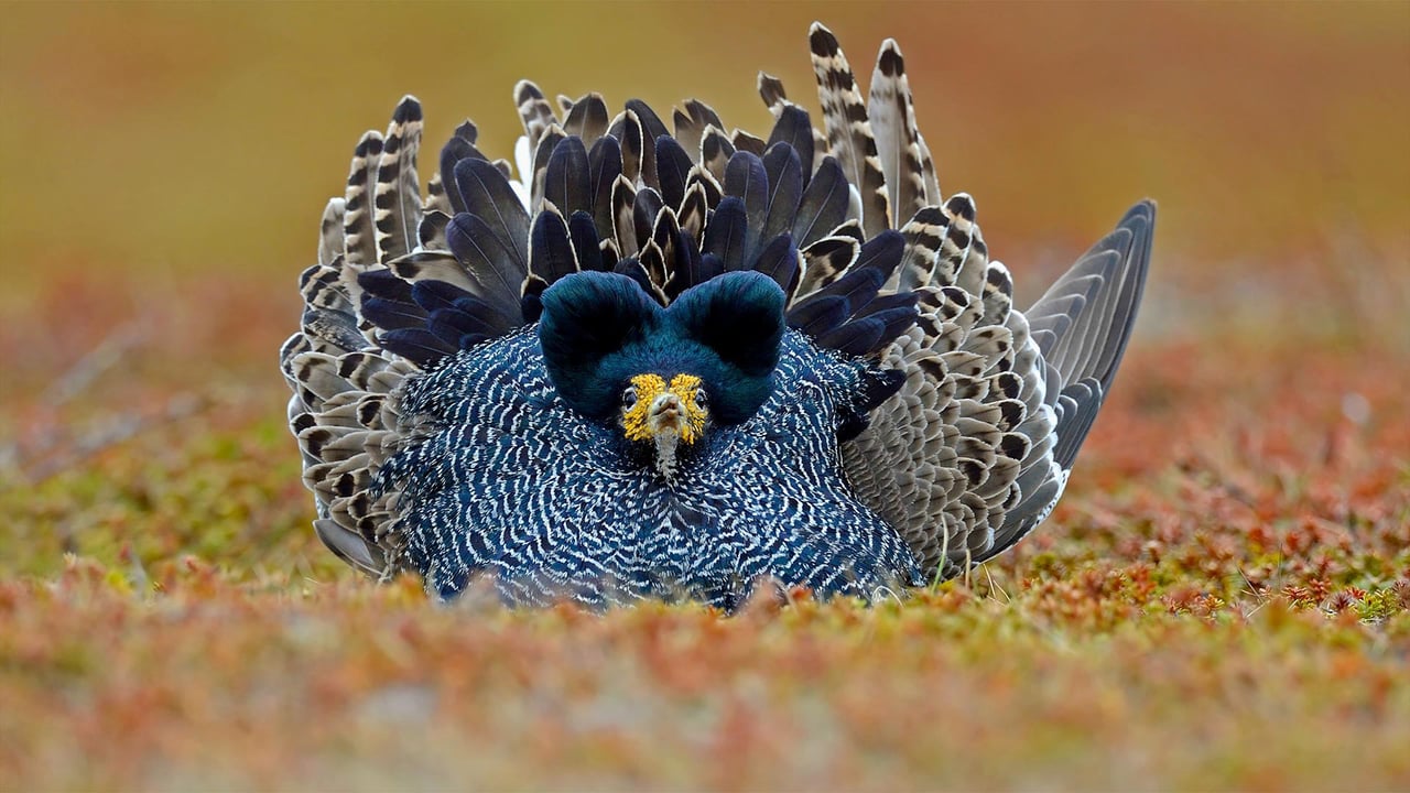 Ruff male displaying its plumage, Varanger Peninsula, Norway (© Winfried Wisniewski/Minden Pictures)