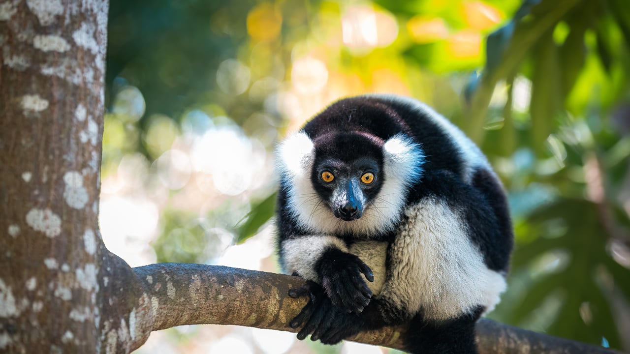 Lémurien Vari noir et blanc de Madagascar (© Cyrielle Beaubois/Getty Images)