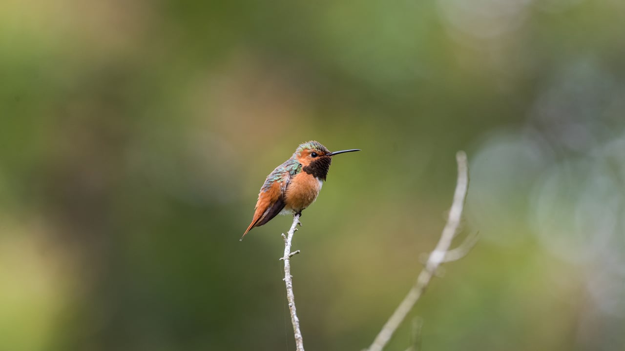 Beija-flor-ruivo no Golden Gate Park, São Francisco, Califórnia, Estados Unidos (© jeremyborkat/Getty Images)