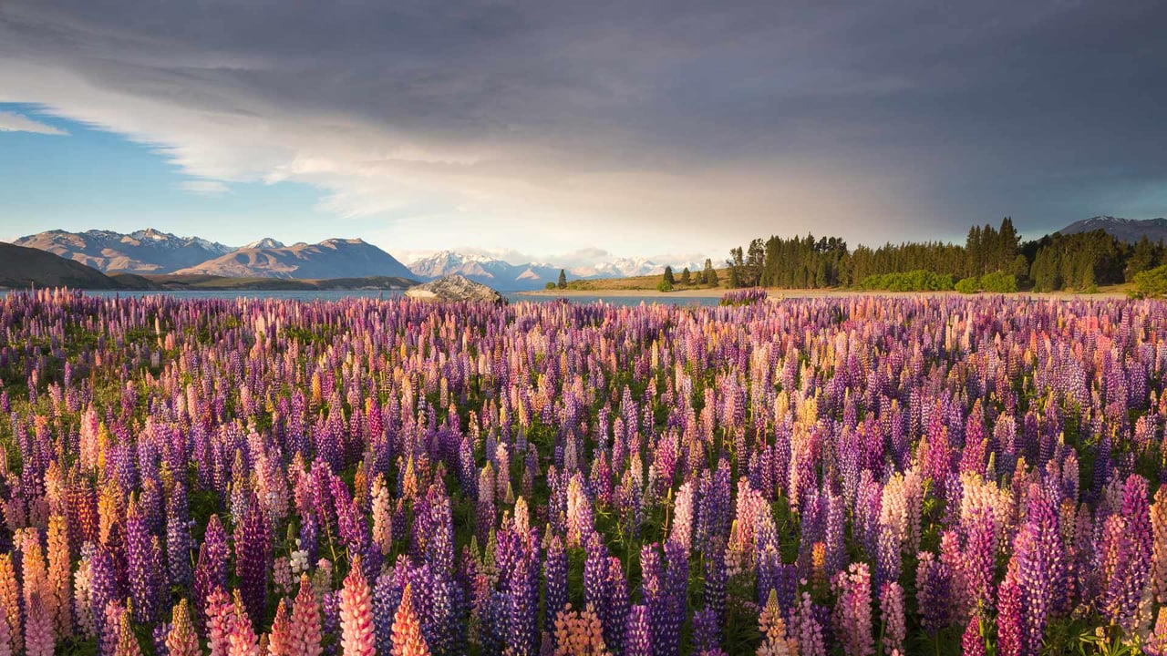 Vielblättrige Lupinen am Lake Tekapo, Südinsel, Neuseeland (© Jeffrey Lewis/Tandem Stills + Motion)