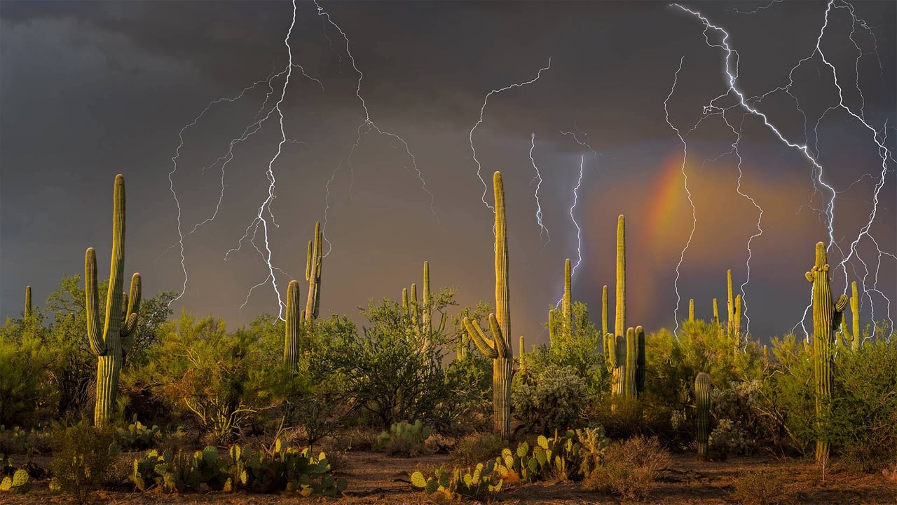 Lightning storm in the Tortolita Mountain foothills, north of Tucson, Arizona, in the Sonoran Desert (© Jack Dykinga/Minden Pictures)