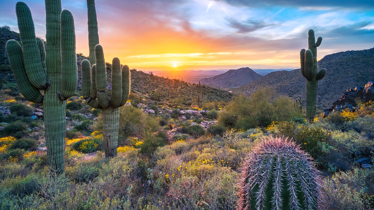 Saguaro cacti near Windgate Pass, McDowell Range, Arizona, USA (© Eric Mischke/Getty Images)