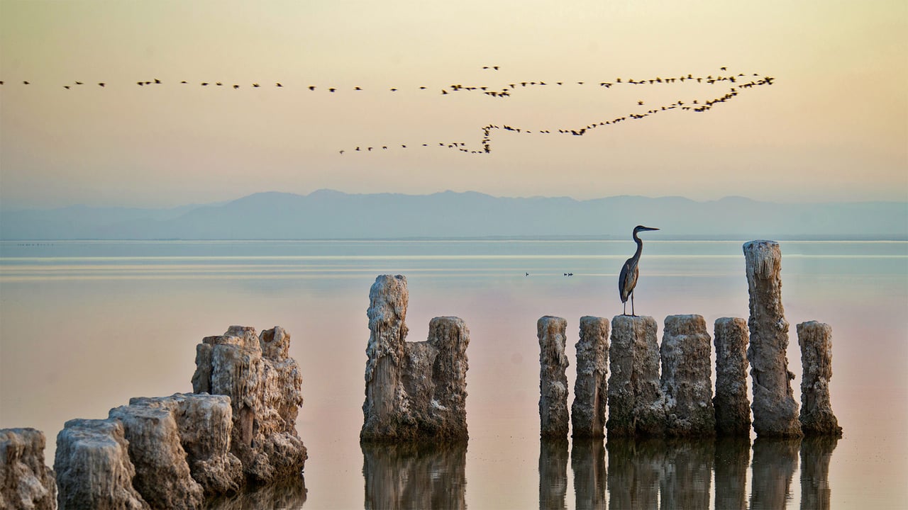 A heron perches on a piling at the Salton Sea in California (© Garret Suhrie/Cavan Images)