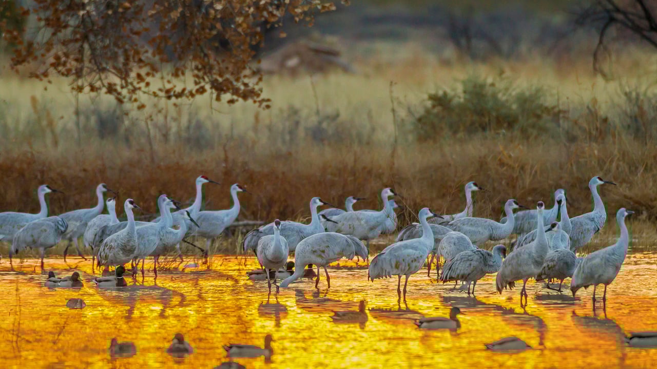 Sandhill cranes and mallard ducks, Bosque del Apache National Wildlife Refuge, New Mexico (© Cathy & Gordon Illg/Jaynes Gallery/DanitaDelimont.com)