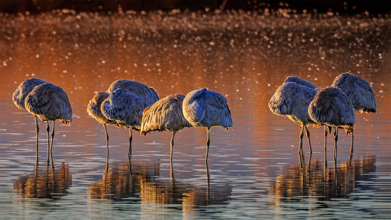 カナダヅル, 米国 ニューメキシコ州 (© Jay Goodrich/Tandem Stills + Motion)