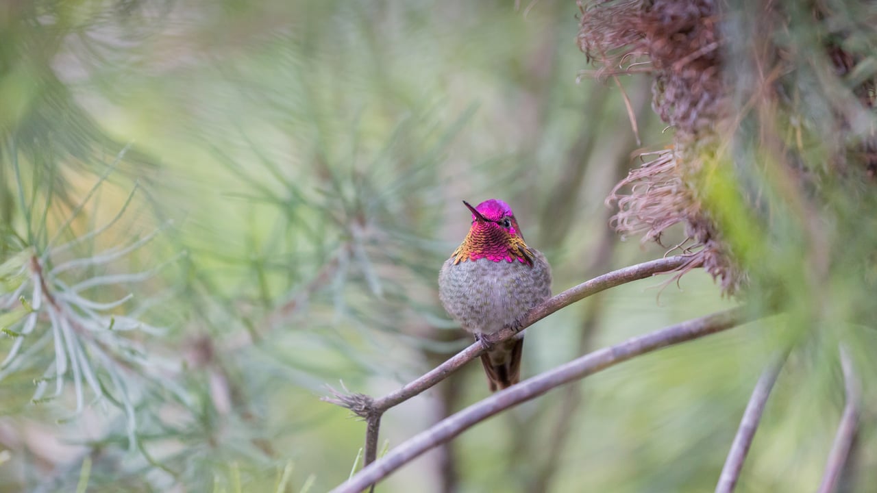 Anna's hummingbird, Santa Cruz, California (© yhelfman/Getty Images)