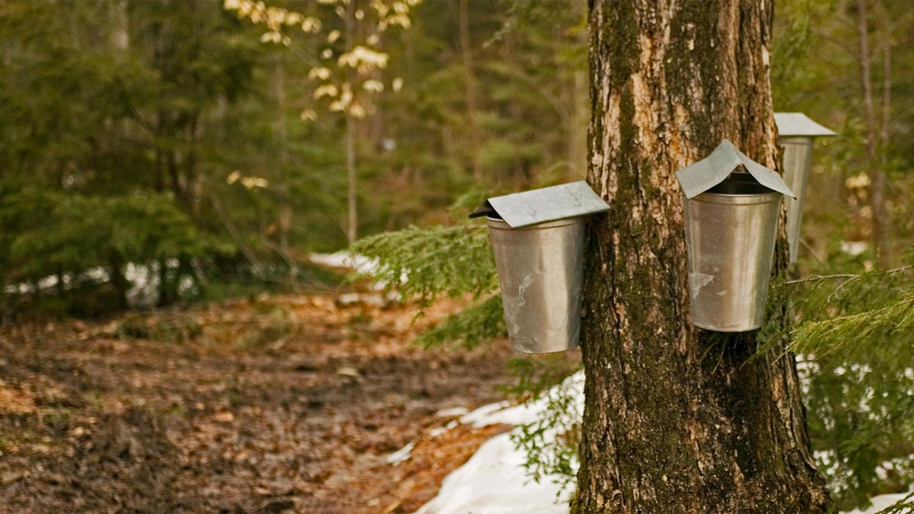 Sap-collecting buckets in Brome-Missisquoi, Quebec, Canada (© Roderick Chen/SuperStock)