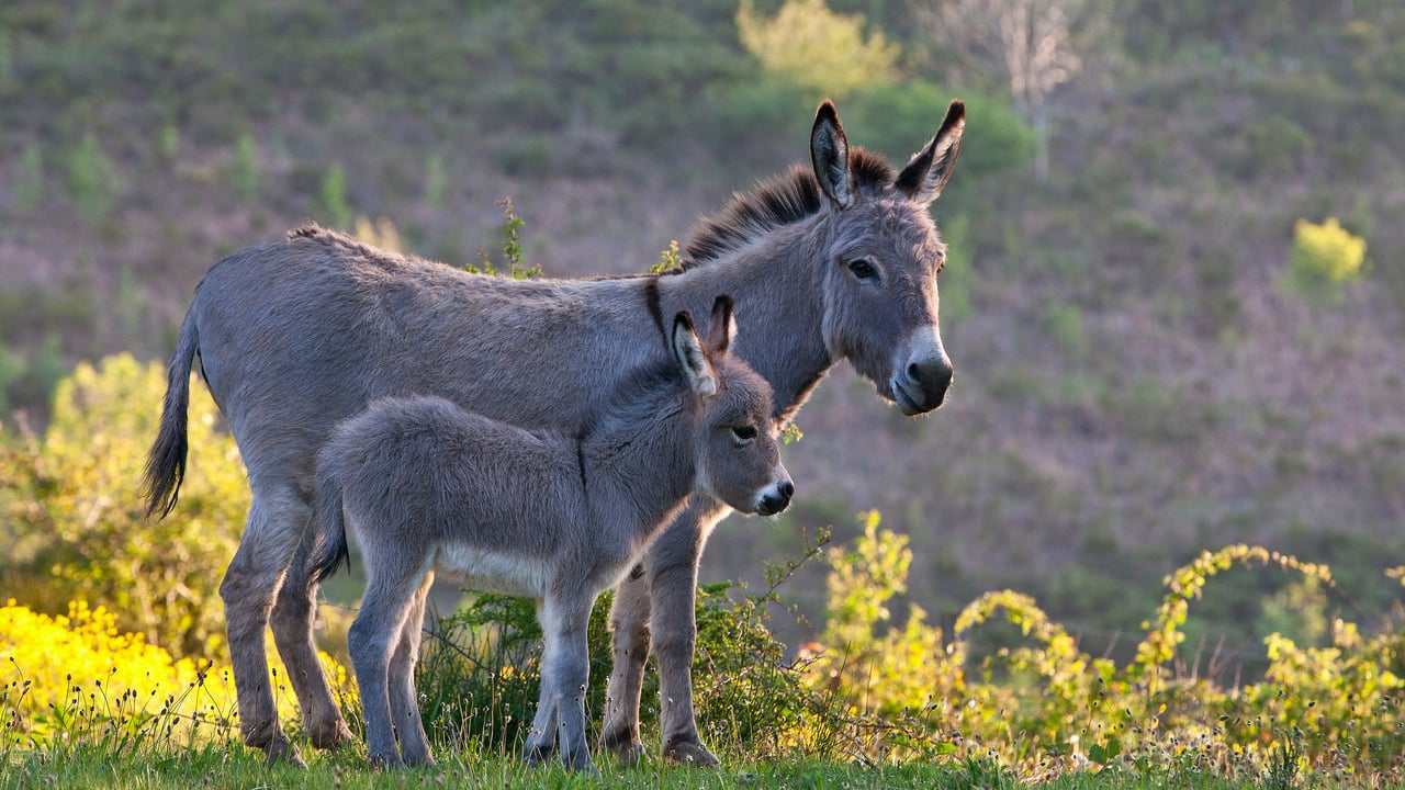 Ânesse sarde et son ânon, France (© Klein & Hubert/Nature Picture Library)
