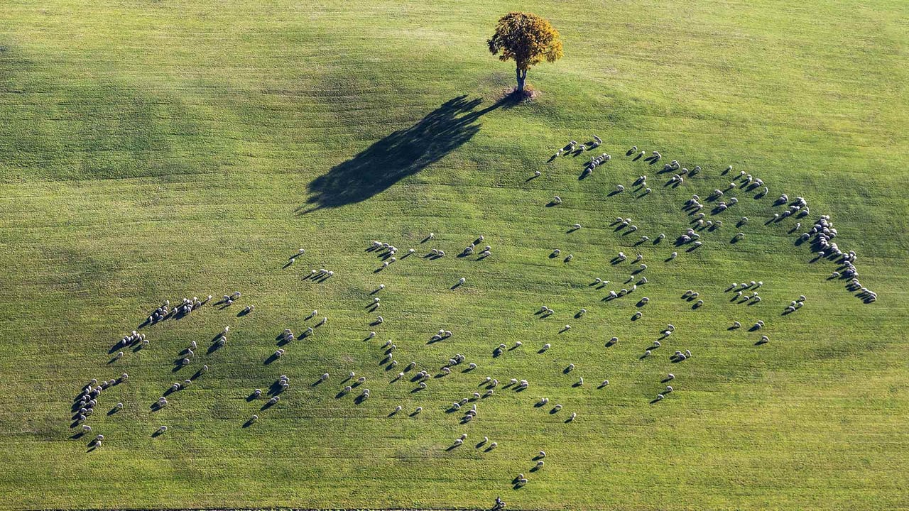 Weidende Schafherde bei Ennabeuren, Heroldstatt, Schwäbische Alb, Baden-Württemberg, Deutschland (© Arnulf Hettrich/Getty Images)