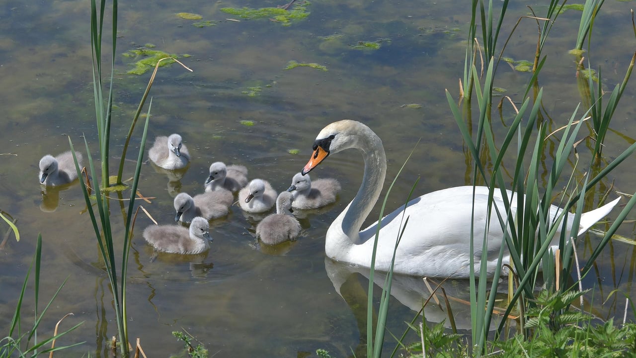 Schwan mit Küken, Aischgrund, Franken, Bayern (© Rüdiger Hess/geo-select FotoArt)