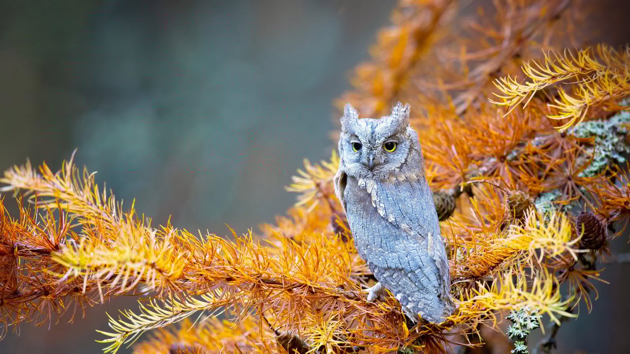 Eurasian scops owl in Bohemian Switzerland National Park, Czech Republic (© Milan Zygmunt/Alamy)