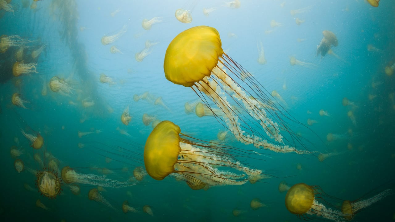 Pacific sea nettles off the coast of Carmel, California (© Jim Patterson/Tandem Stills + Motion)