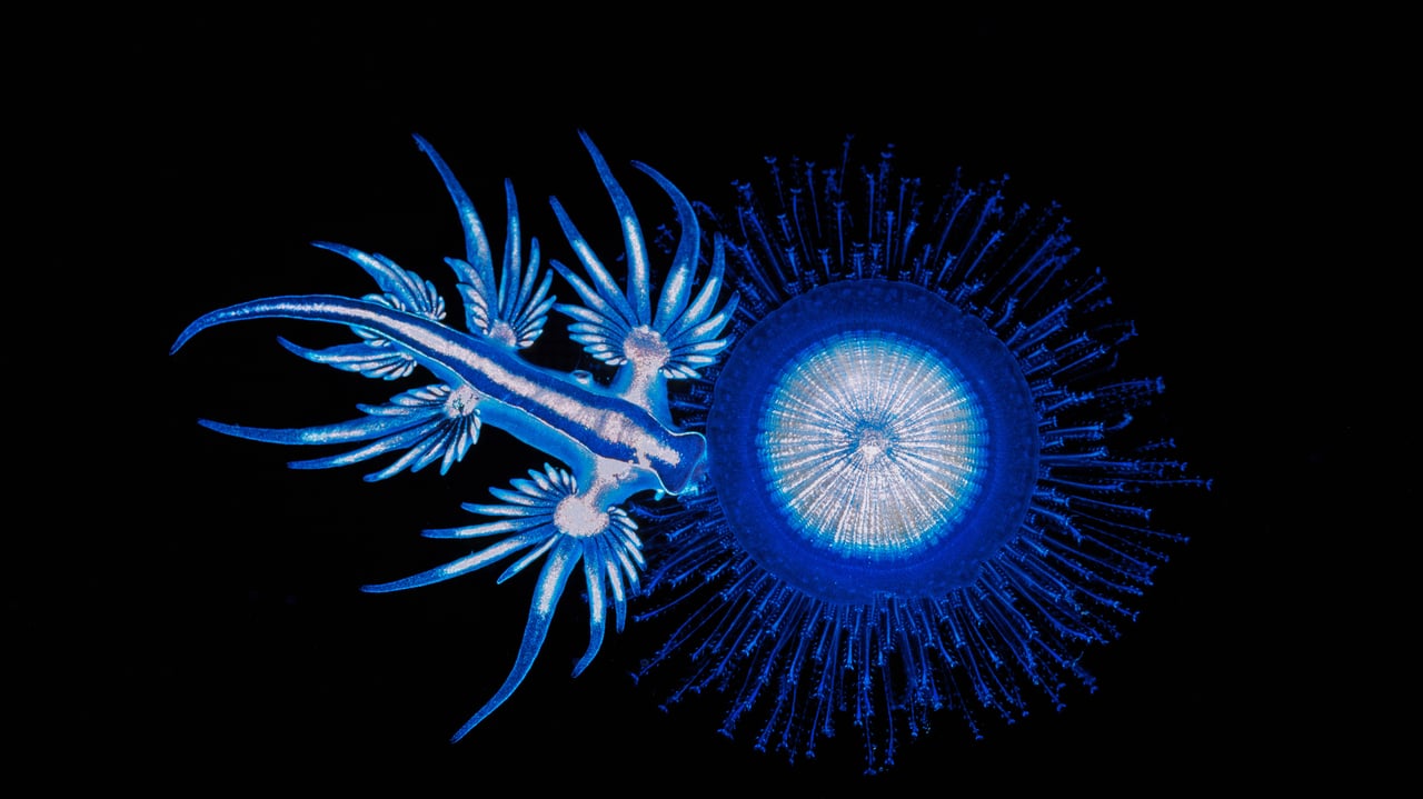 A sea swallow feeding on the tentacles of a blue button in Coffs Harbour, New South Wales, Australia (© Gary Bell/Minden Pictures)