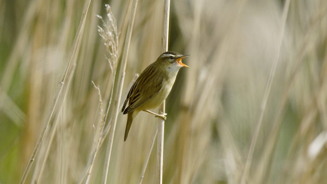 Phragmite des joncs en train de chanter à l’occasion de la fête de la musique, Baie de Somme, France (© Gerard Soury/Oxford Scientific/Getty Images Plus)