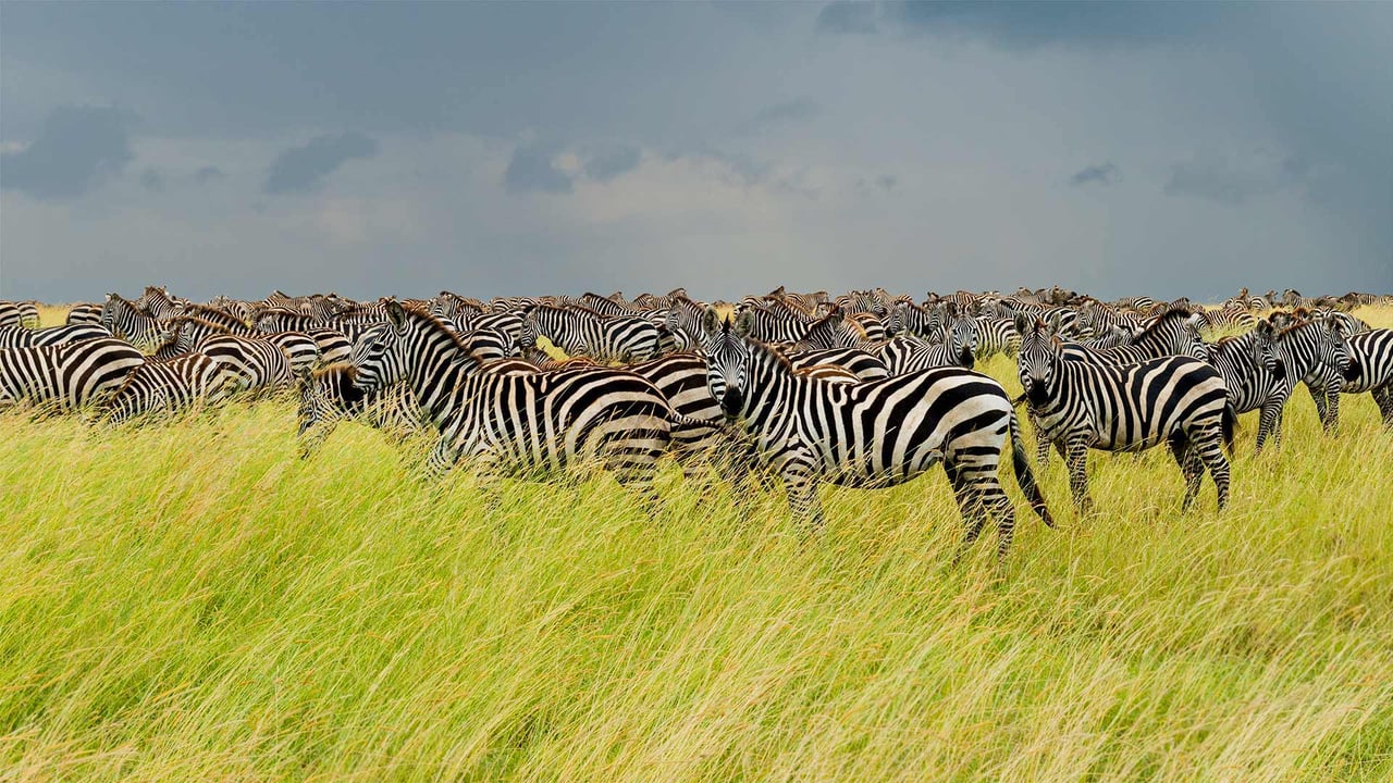 Zebras in Serengeti National Park, Tanzania (© pchoui/Getty Images)