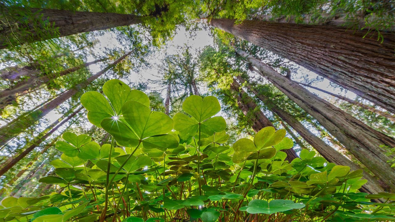Coastal redwoods and wood sorrel, Prairie Creek Redwoods State Park, California (© Jack Dykinga/Minden Pictures)