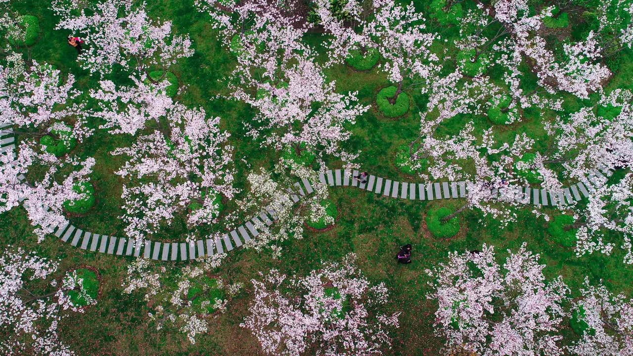 Cherry blossoms in Shanghai, China (© Yaorusheng/Getty Images)