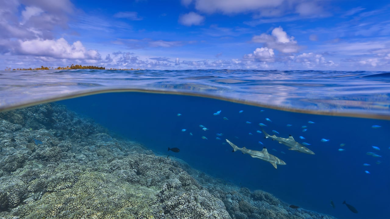 Blacktip reef sharks off the coast of Tahiti, French Polynesia (© Paul Mckenzie/Minden Pictures)