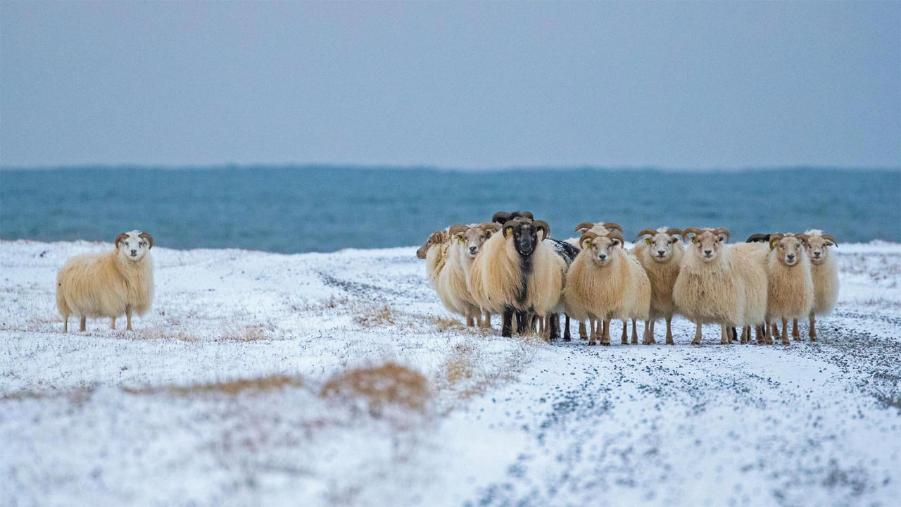 Icelandic sheep for the first night of the Yule Lads (© John Porter LRPS/Alamy)