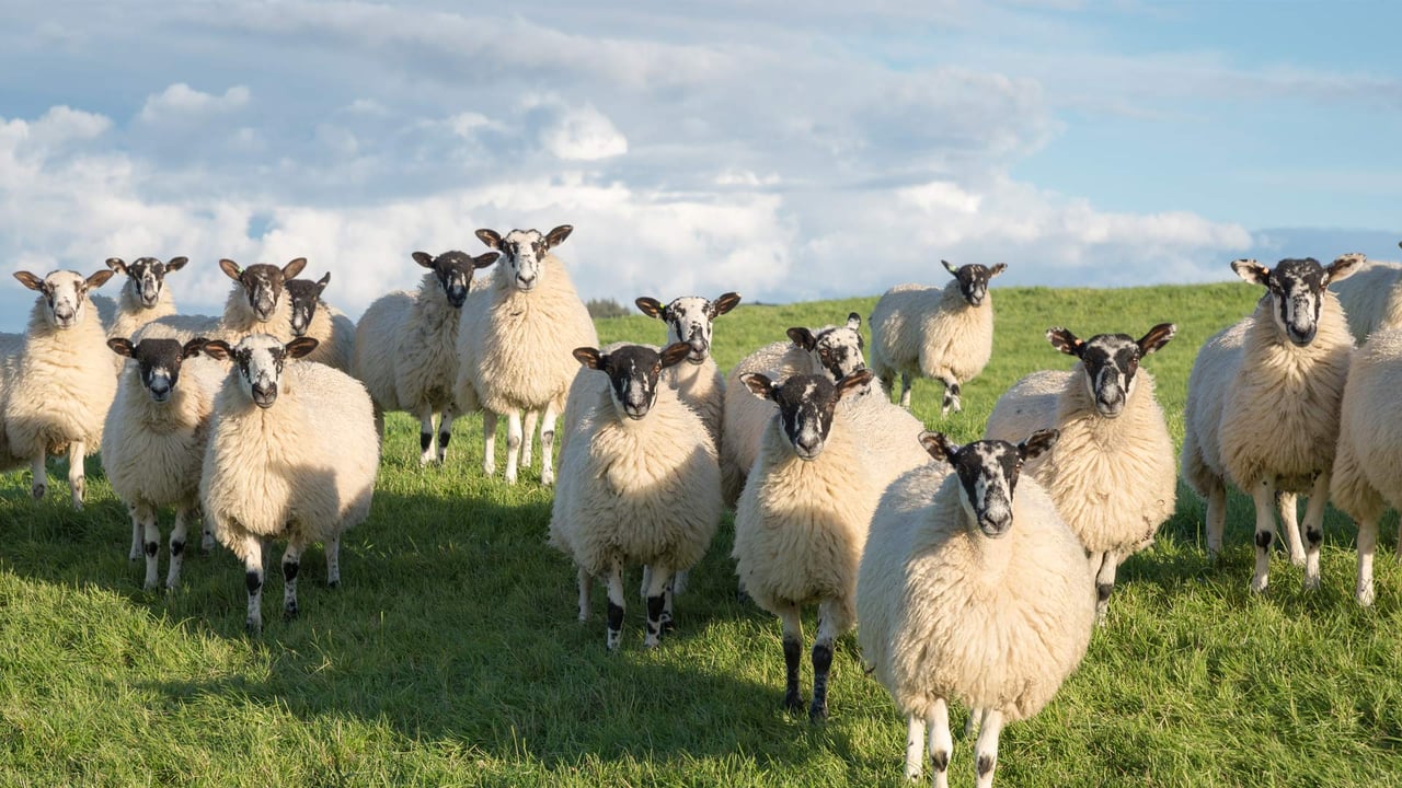 Flock of Swaledale sheep in North Yorkshire, England (© R A Kearton/Getty Images)