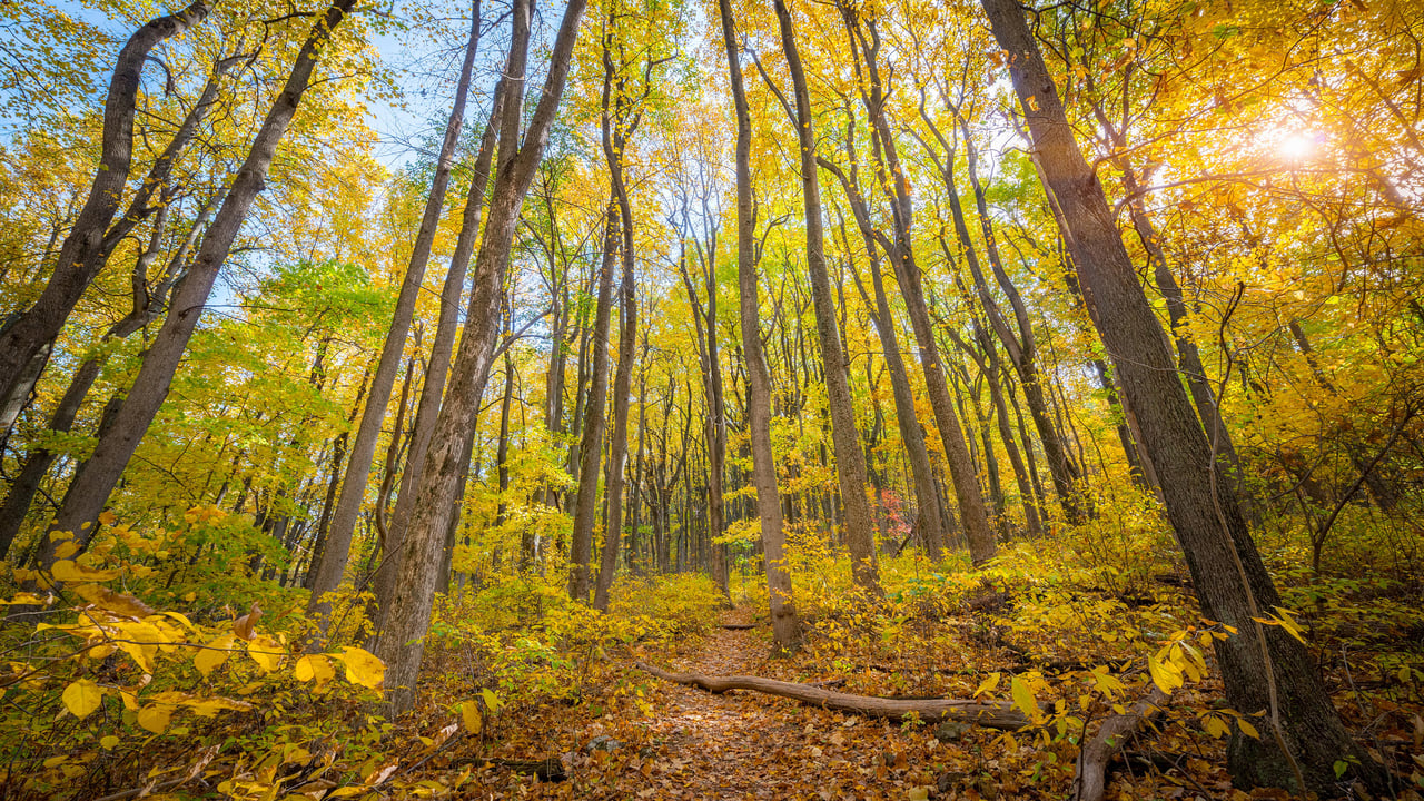 Shenandoah National Park, Virginia, United States (© Michael Ver Sprill/Getty Images)