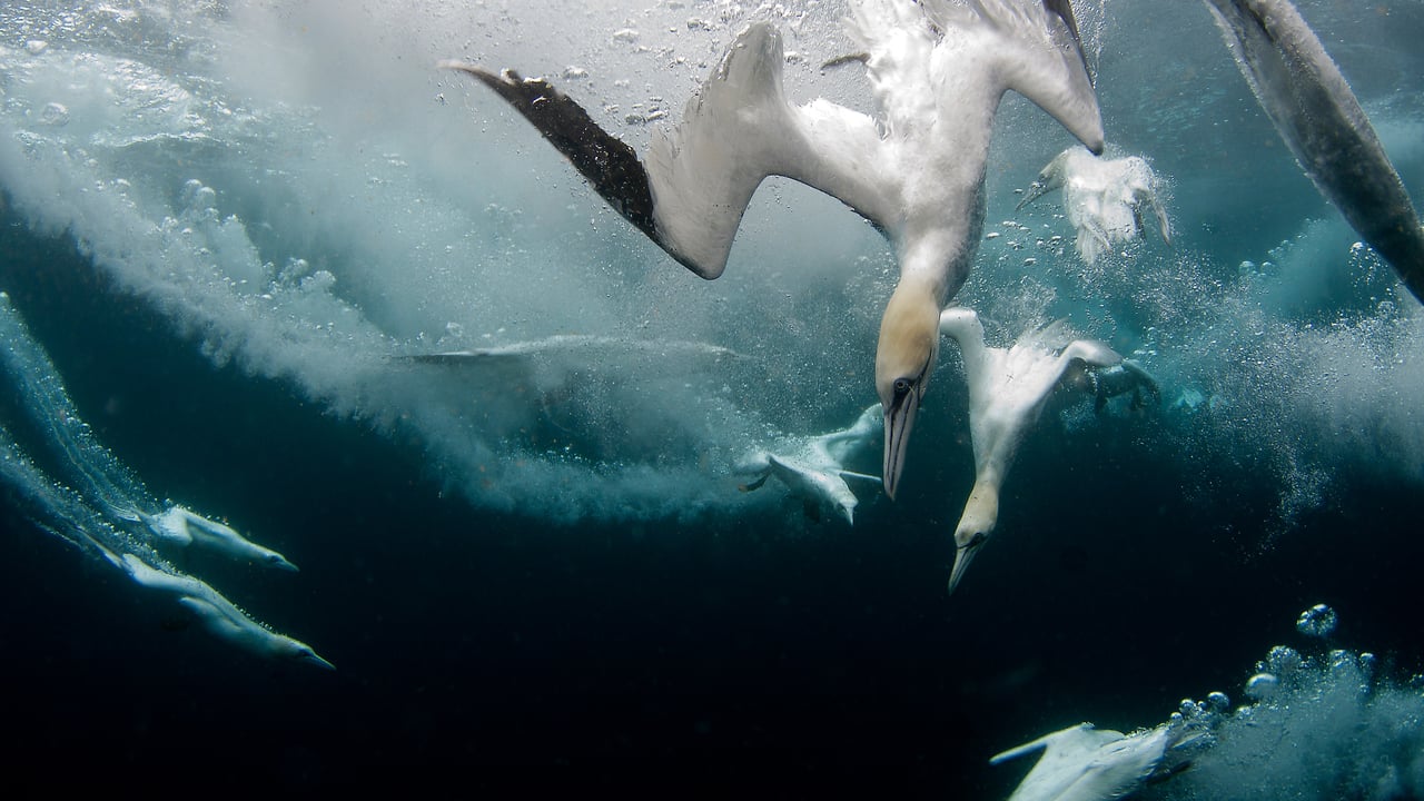 Northern gannets diving for fish, Shetland Islands, Scotland (© Richard Shucksmith/Minden Pictures)