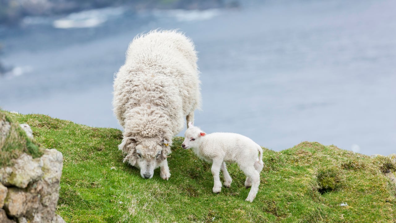 Shetland Sheep, a traditional, hardy breed of the Northern Isles in Scotland (© Martin Zwick/DanitaDelimont.com)