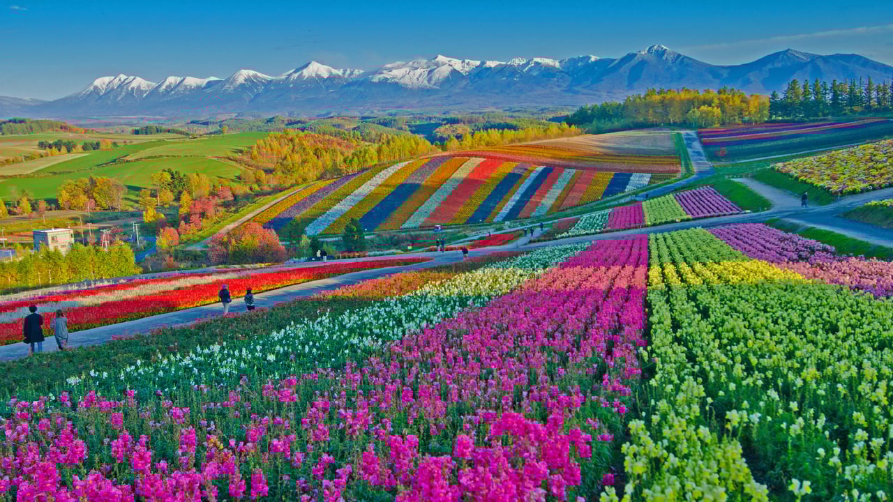 Shikisai no Oka flower gardens in Biei, Japan (© Tanya Jones/Shutterstock)