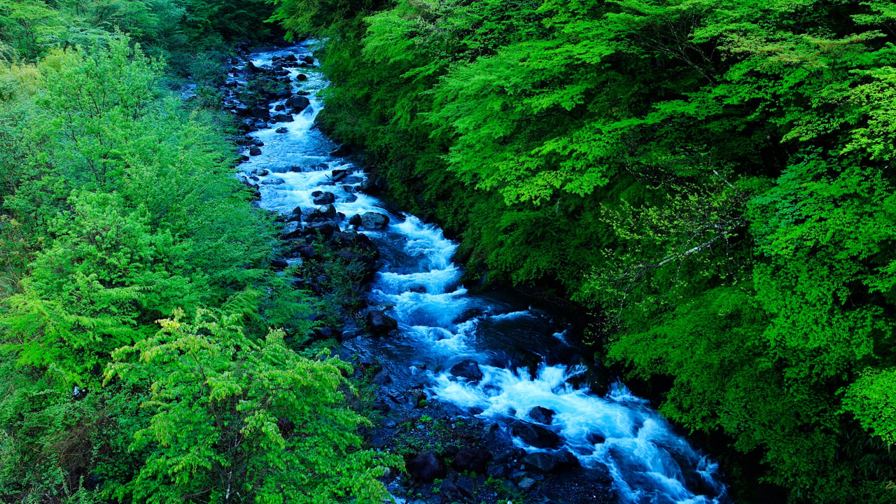 夏の森を潤す清流, 静岡県 (© Keiji Komatsu/AFLO/Getty Images)