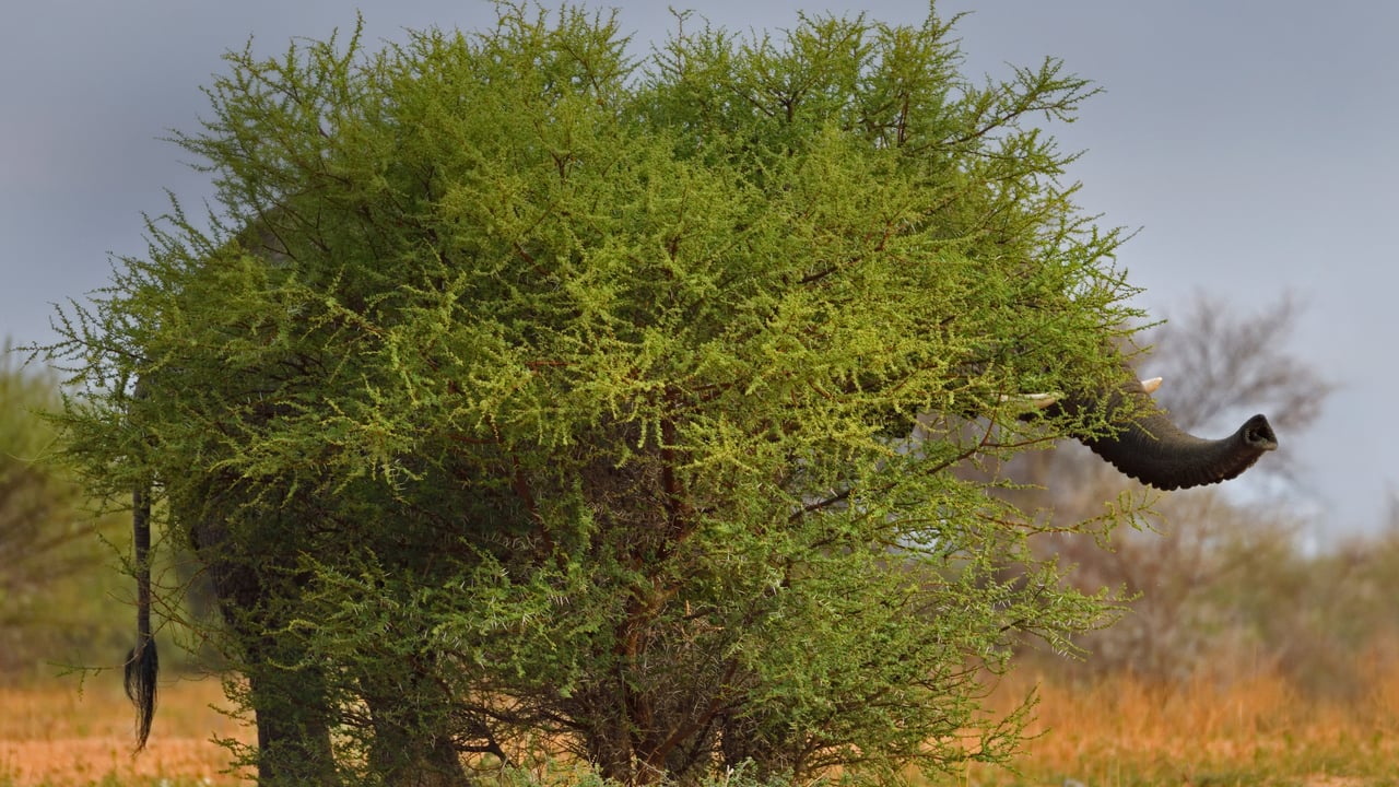 Common chia elephant (Loxodonta laprofolis) in stealth stance, Marakele National Park, Limpopo, South Africa (© Staffan Widstrand/Minden Pictures)