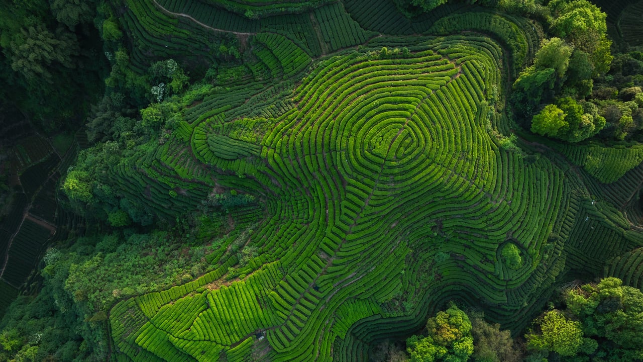 Plantations de thé en terrasses, Sichuan, Chine (© lzf/Shutterstock)
