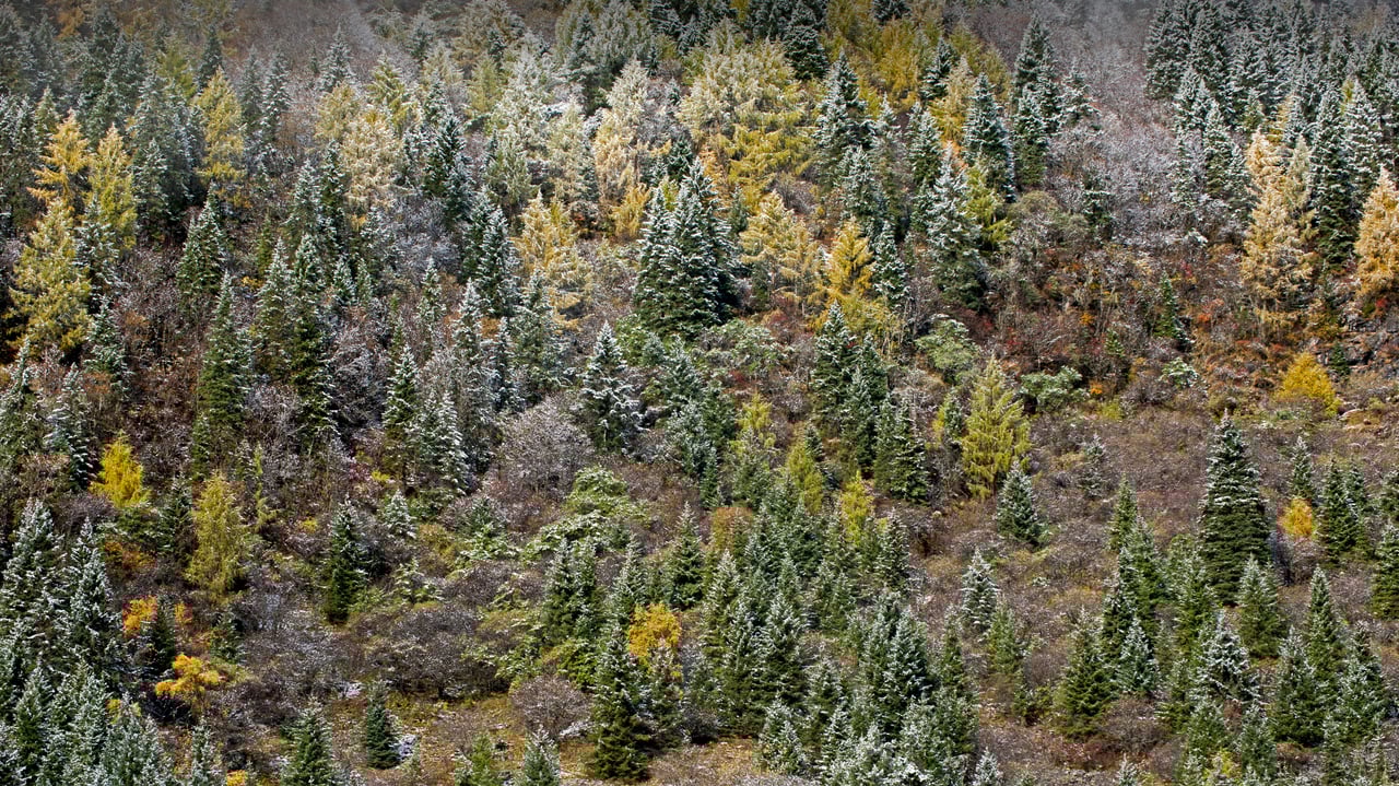 Early morning frost on trees in Mount Siguniang National Park in Sichuan province, China (© Robert Harding World Imagery/Offset by Shutterstock)