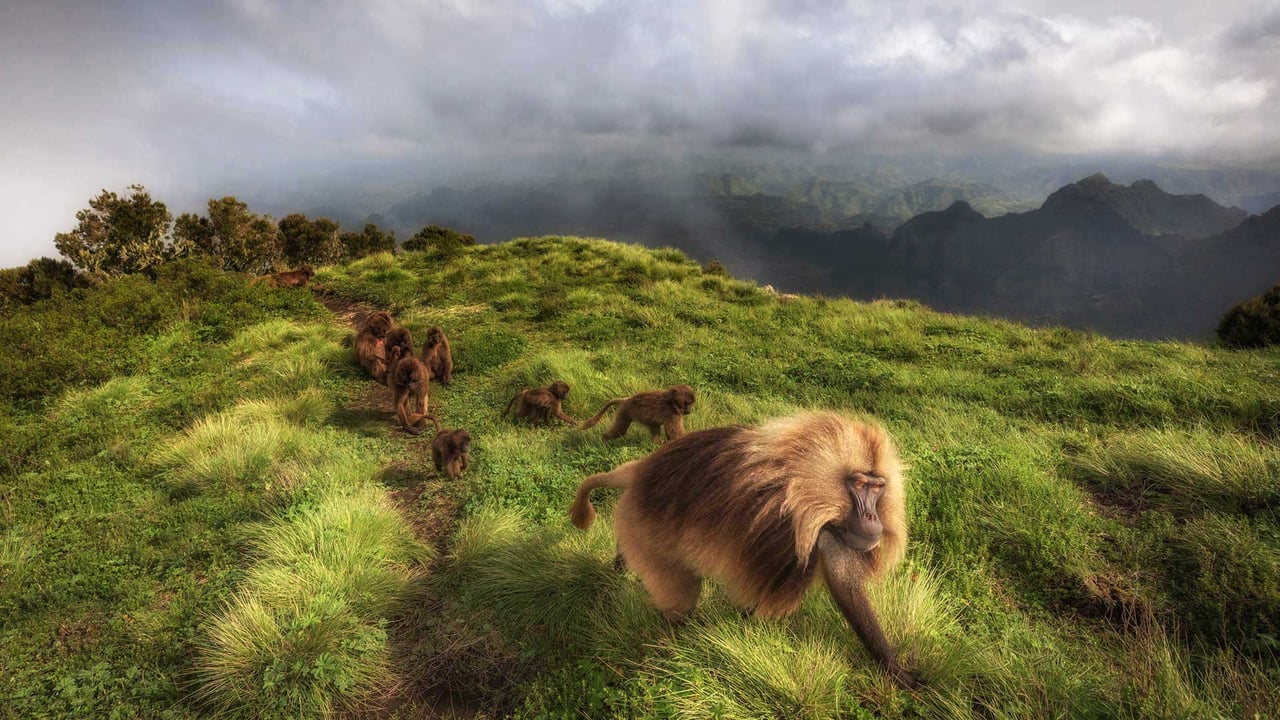 Gelada monkeys in Simien Mountains National Park, northern Ethiopia (© Marco Gaiotti/plainpicture)