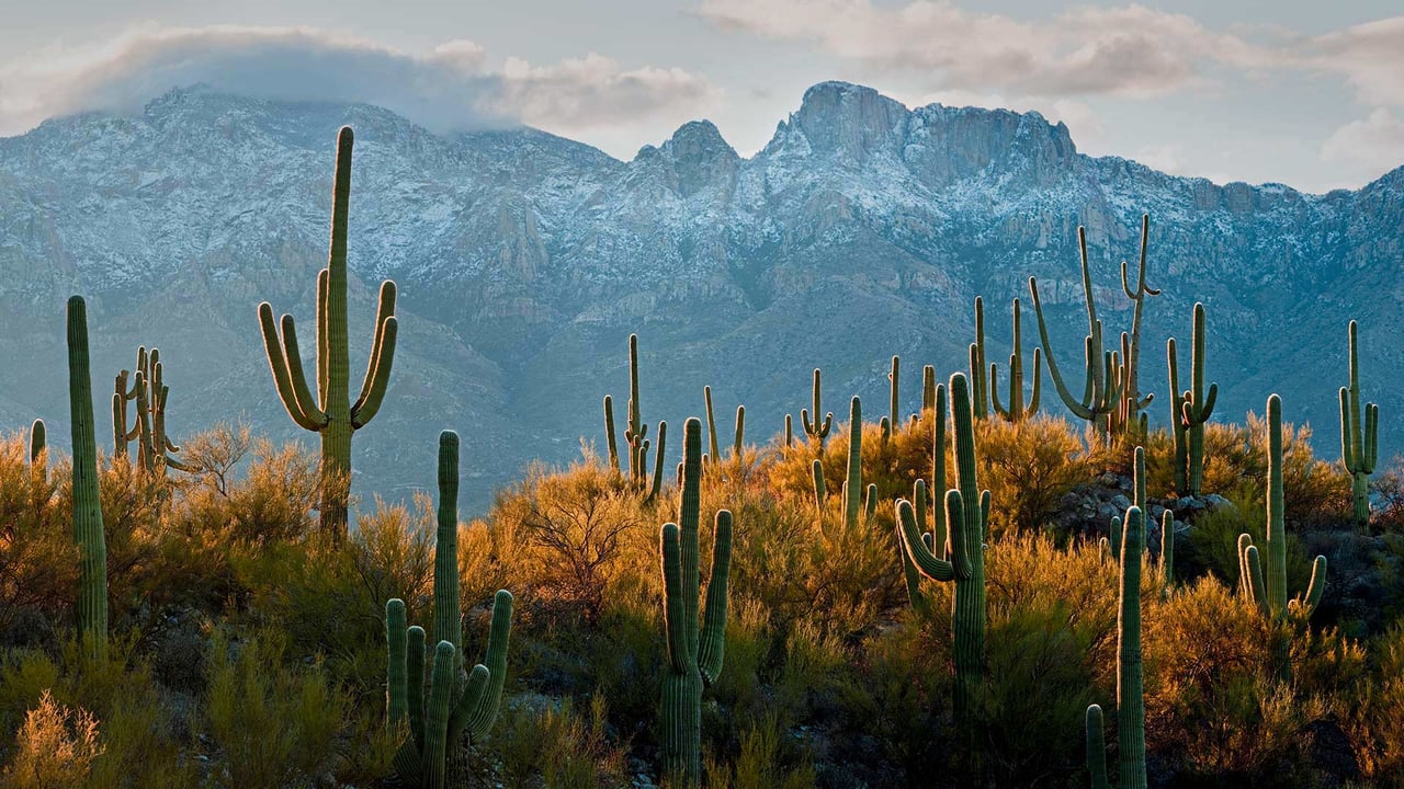 Saguaro cacti in the Sonoran Desert near Tucson, Arizona (© Jack Dykinga/Minden Pictures)